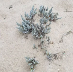 Isla Desierta (Ilha Deserta)en Faro: Guía esencial